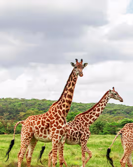 Zanzibar & Bush Combination