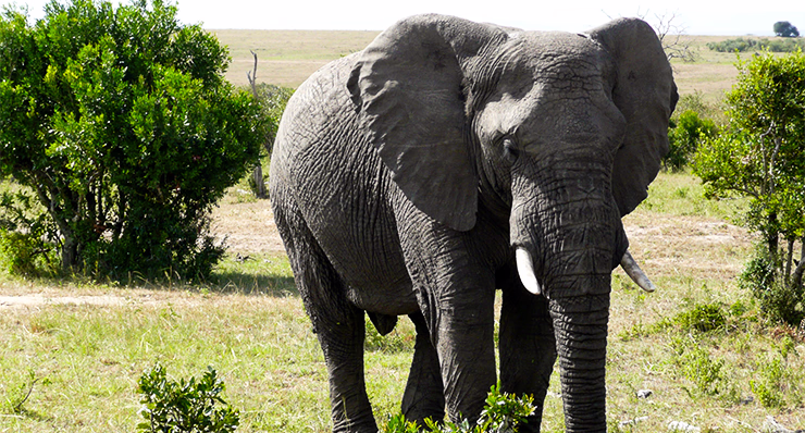 2-Day Ngorongoro Luxury Tour