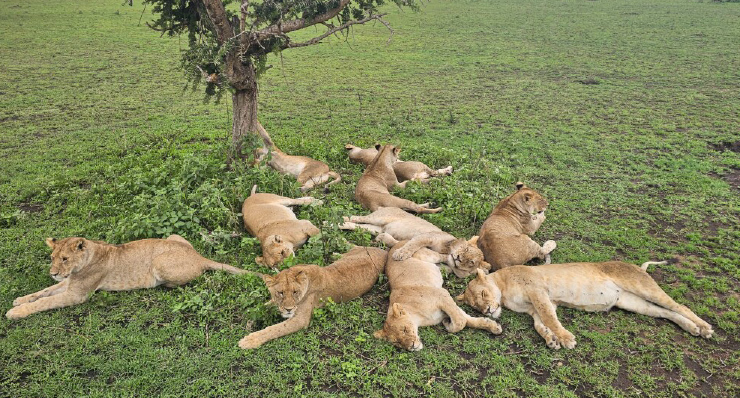 3-Day Budget Safari from Zanzibar