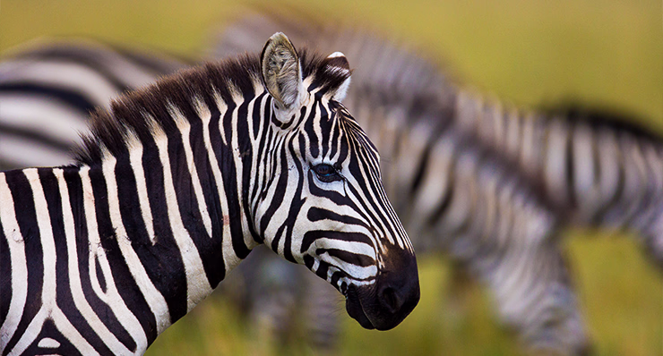 3-day-luxury-safari-to-serengeti-ngorongoro