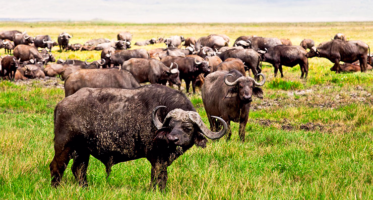 3-Day Magical Safari