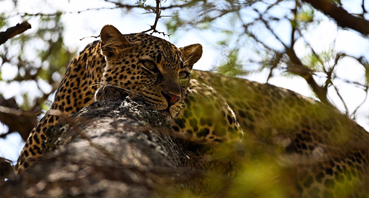 4-Day Fly-In Safari from Zanzibar