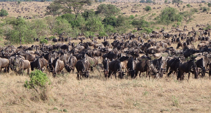 4-Day Fly-In Safari from Zanzibar