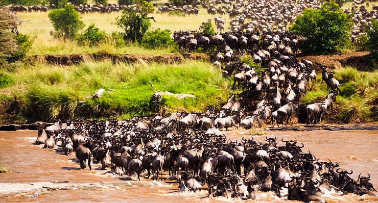 5-day-mara-river-wildebeest-crossing