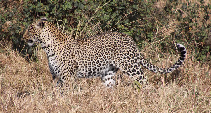 5-Day Northern Tanzania Safari