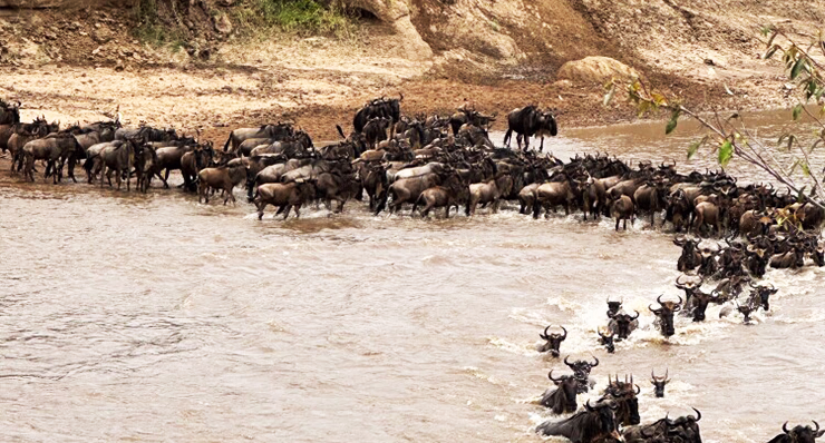 6-Day Serengeti Wildebeest Migration Safari