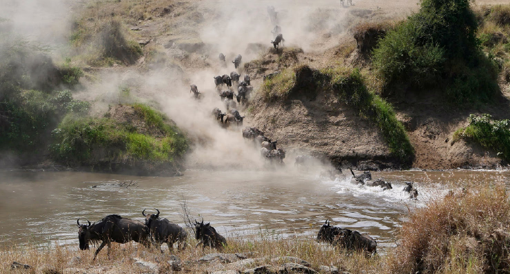 7-Day Migration Safari