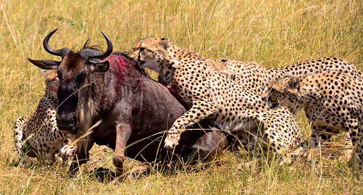 8-Day Park and Beach Safari