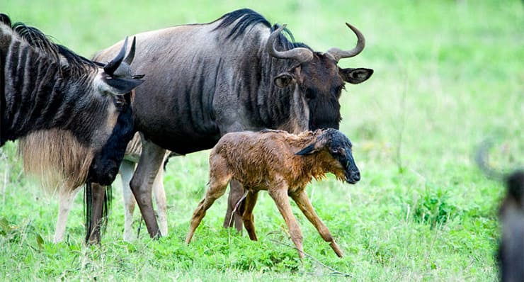 assets/images/tours/serengeti-calving.jpg