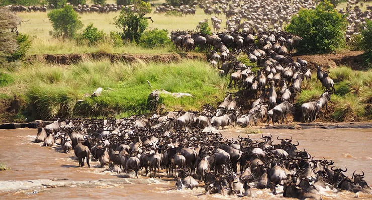 assets/images/tours/serengeti-migration.jpg